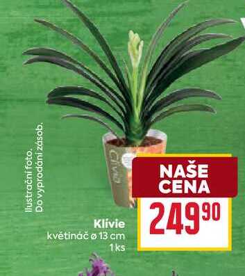 Clivia Klivie květináč Ø 13 cm 1ks 