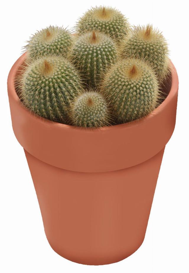 Kaktus různé druhy