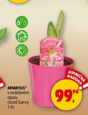 AMARYLIS, 1 ks 