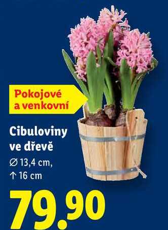 Cibuloviny ve dřevě 