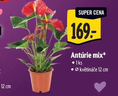   Antúrie mix, pr. květináče 12 cm 