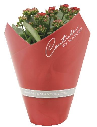 Kalanchoe Calandiva, 1 KS