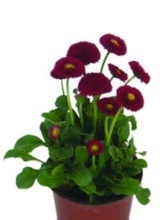 SEDMIKRÁSKA CHUDOBKA (BELLIS PERENNIS)