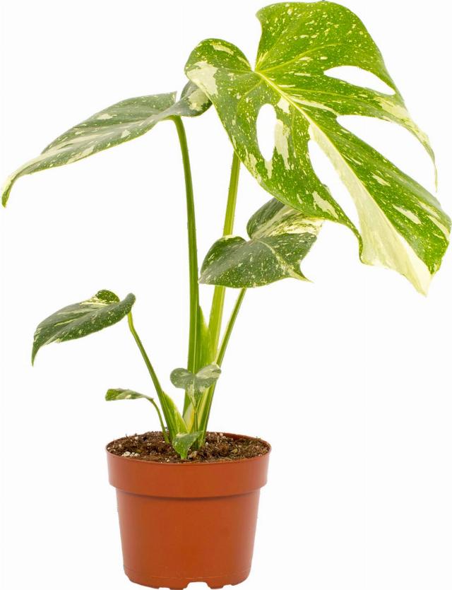 Monstera Thai Constellation