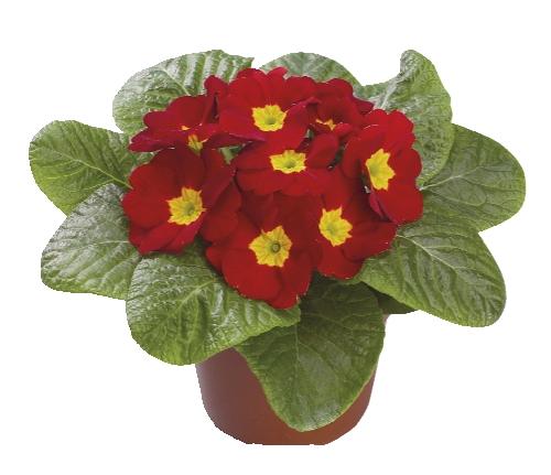 Primula acaulis, 1 KS