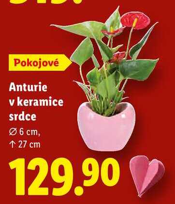 Anturie v keramice srdce 