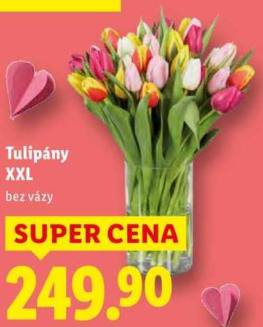 Tulipány XXL
