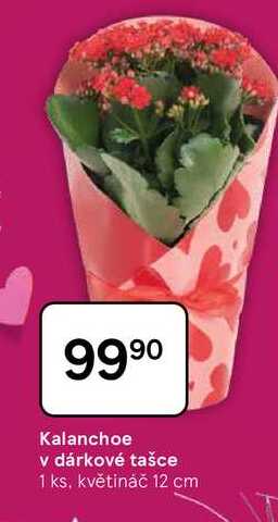 Kalanchoe v dárkové tašce, 1 ks, květináč 12 cm 