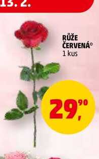RŮŽE ČERVENÁ, 1 kus 