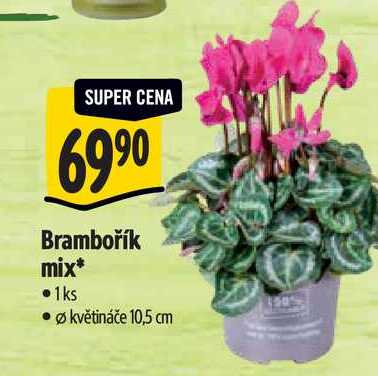 Brambořík mix, pr. květináče 10,5 cm