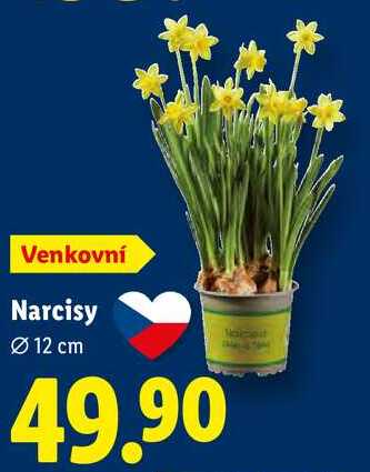 Narcisy 