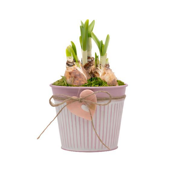 Valentýn narcis růžová váza