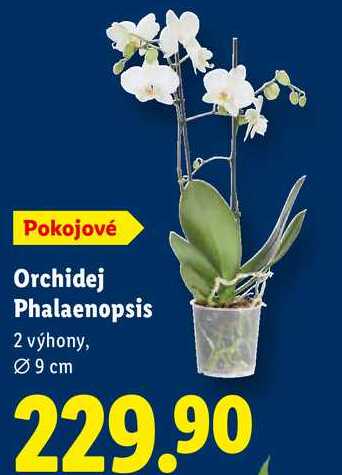 Orchidej Phalaenopsis 