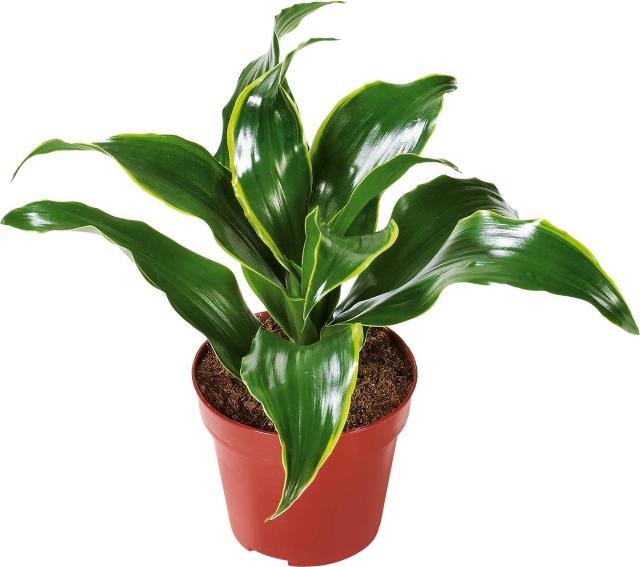 Dracéna různé druhy