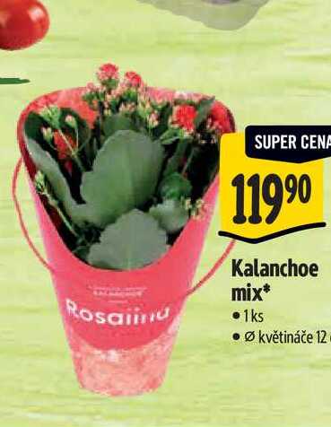 Kalanchoe mix, pr. květináče 12