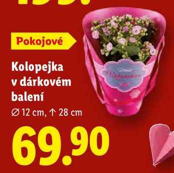 Kolopejka v dárkovém balení