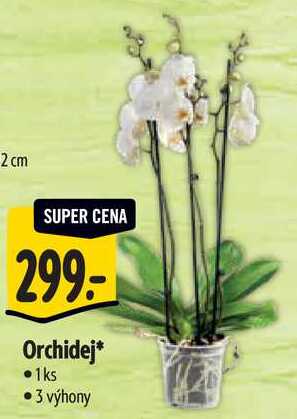 Orchidej