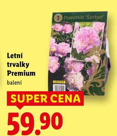Letní trvalky Premium