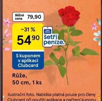 Růže, 1 ks