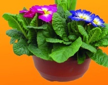 OSÁZENÁ MISKA S JARNÍMI ROSTLINAMI