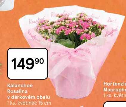 Kalanchoe Rosalina v dárkovém obalu, 1 ks