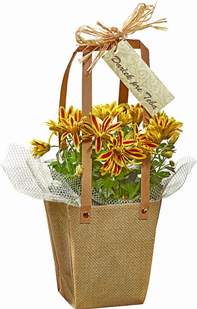 Chryzantéma v dárkovém balení