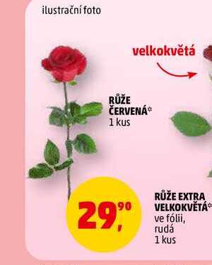 RŮŽE ČERVENÁ, 1 kus