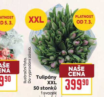 Tulipány XXL 50 stonků 1 svazek