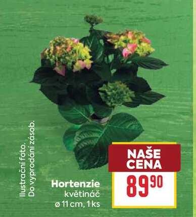 Hortenzie květináč 11 cm, 1 ks