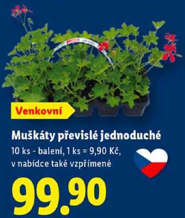 Muškáty převislé jednoduché, 10 ks