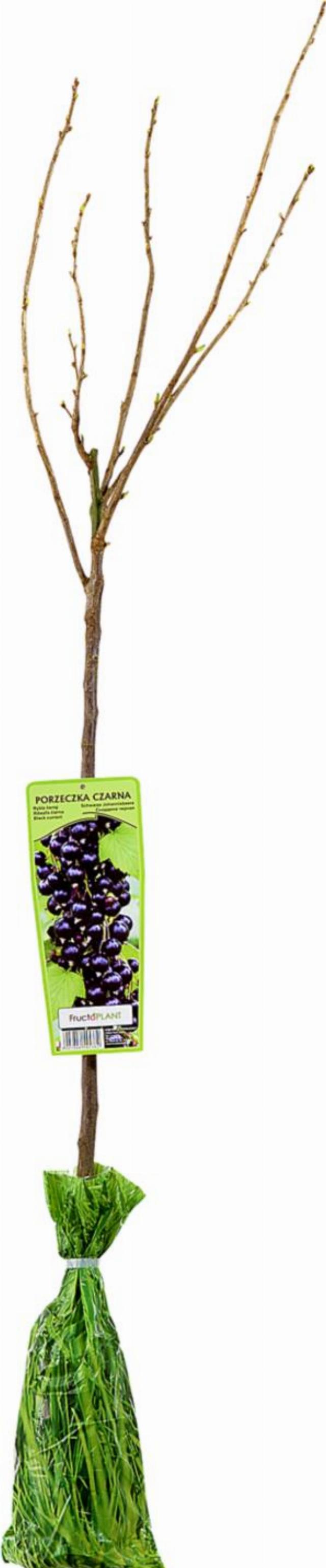 Ovocný stromek rybíz, angrešt, různé druhy