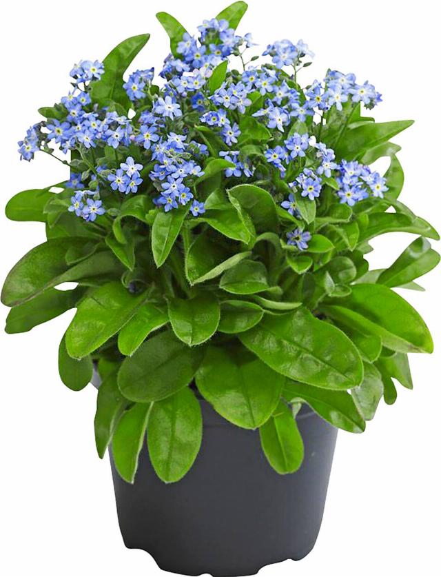 Pomněnka Myosotis různé barvy