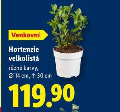 Hortenzie velkolistá