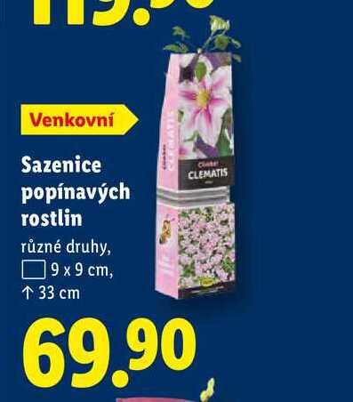 Sazenice popínavých rostlin