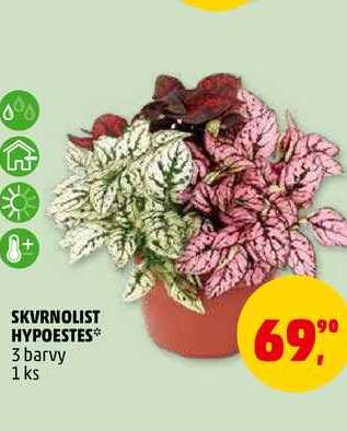 SKVRNOLIST HYPOESTES, 1 ks 