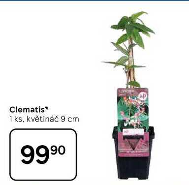 Clematis, 1 ks, květináč 9 cm  