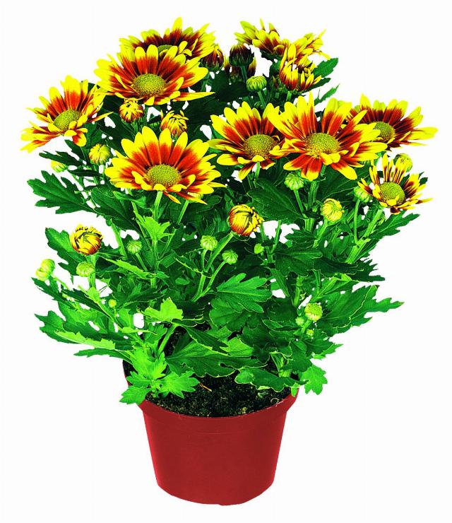 Chryzantéma Exclusiv