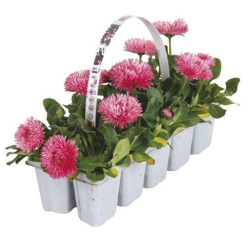 Bellis 10pack