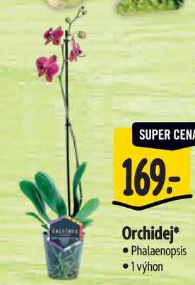 Orchidej