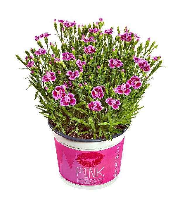 Karafiát Pink Kisses