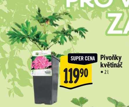 Pivoňky květináč