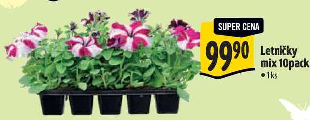 Letničky mix 10pack