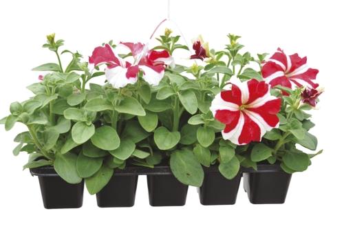Petunia 10pack, 1 KS