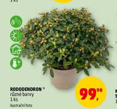 RODODENDRON, 1 ks
