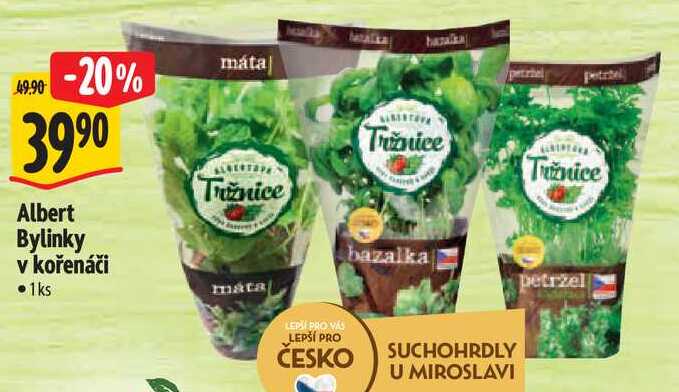 Albert Bylinky v kořenáči, 1 ks