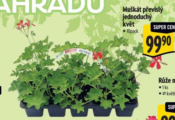 Muškát převislý jednoduchý květ, 10pack