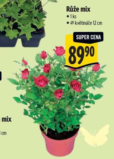 Růže mix