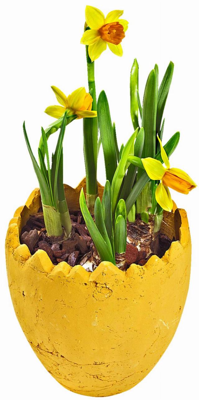 Narcis ve vajíčku