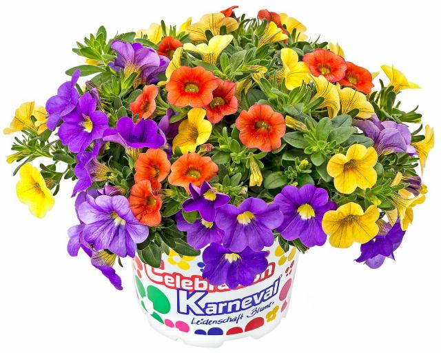 Petúnie Carneval Million Bells