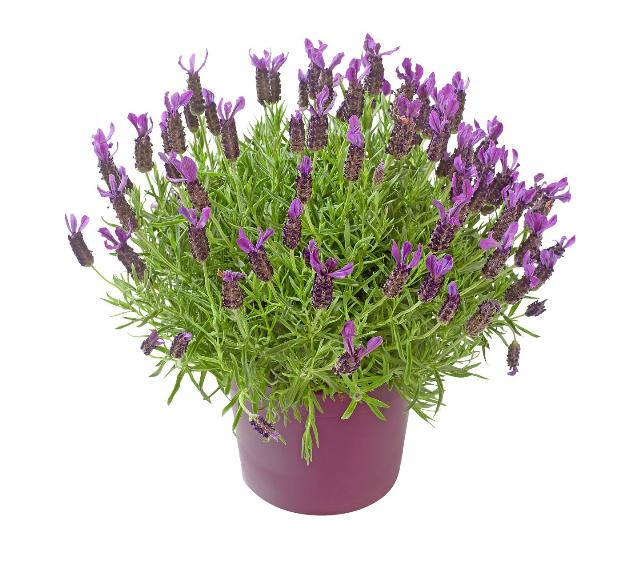Levandule Lavandula stoechas